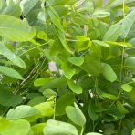 Agát biely (Robinia pseudocacacia) ´UMBRACULIFERA´ - výška 340-360 cm, obvod kmeňa 8/10 cm, kont. C18L 